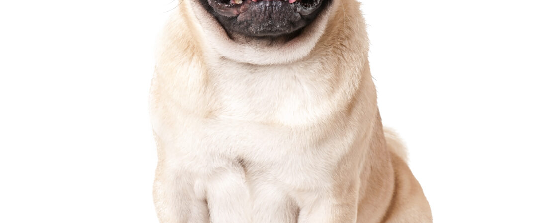 Why Routine Matters for Your Dog