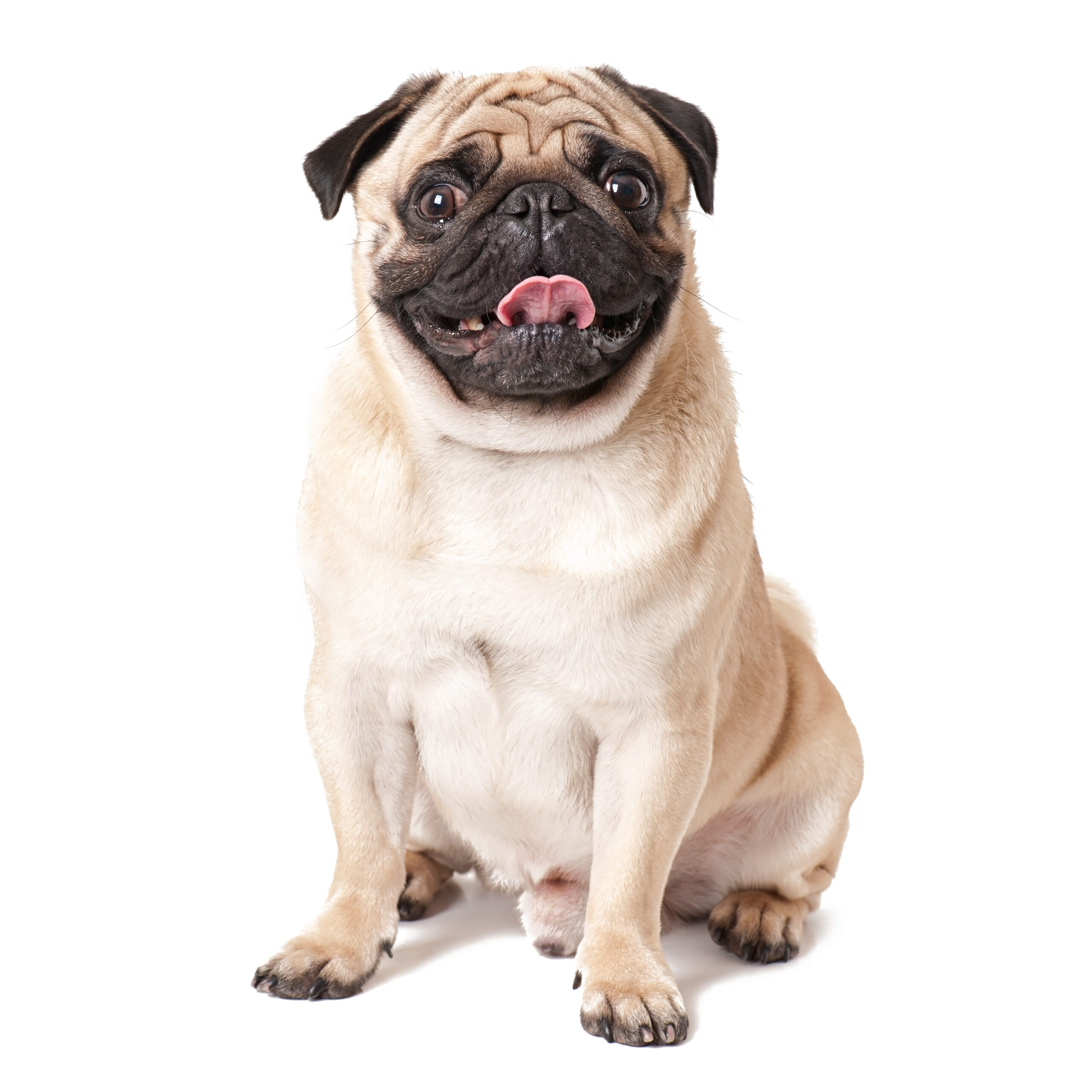 Why Routine Matters for Your Dog